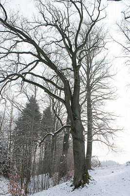 Quercus robur - dub letní - zimní habitus (6)